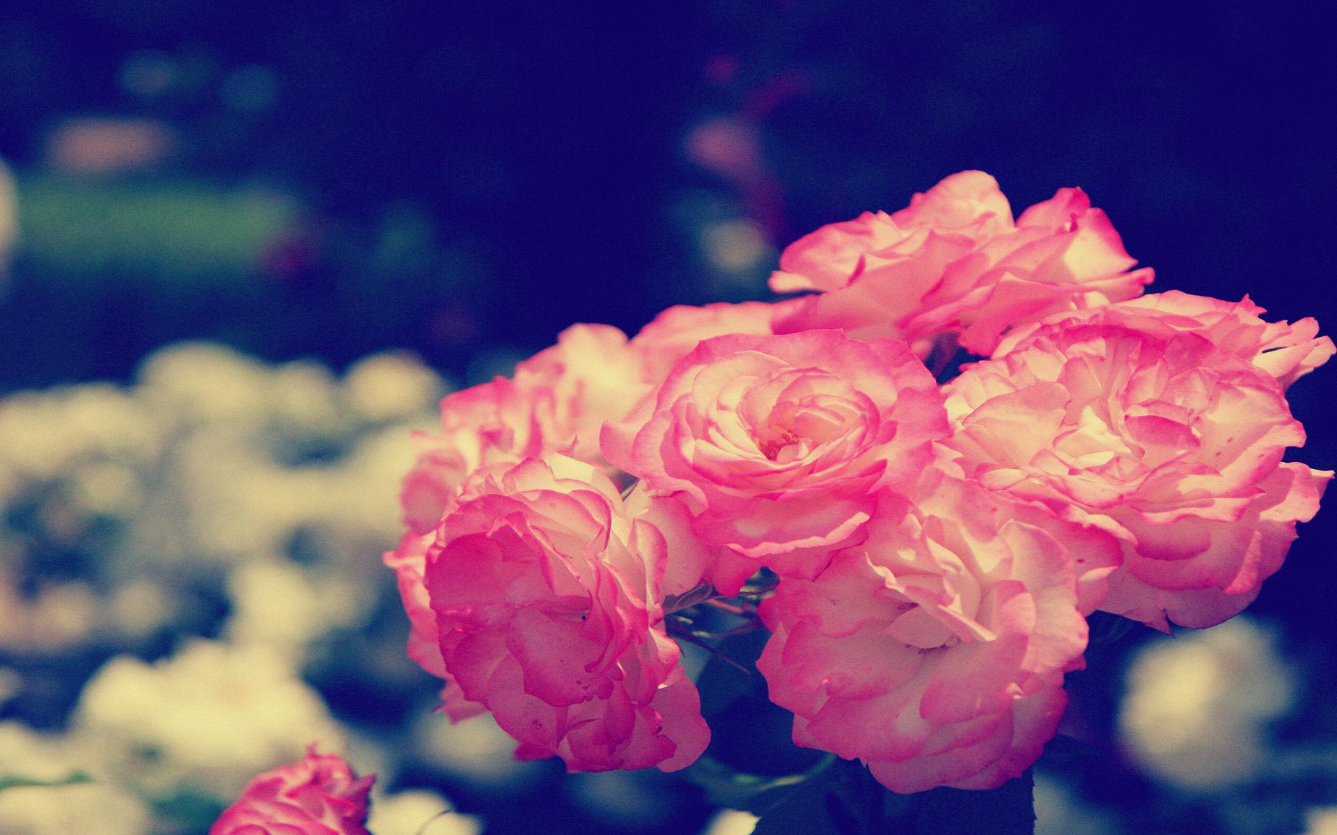 عکس های فوق العاده زیبا از قشنگ ترین گل های جهان
